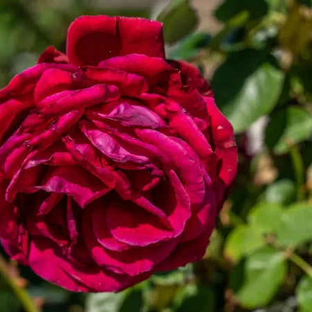 Dimora Delle Rose