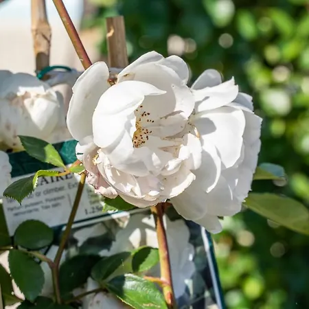Dimora Delle Rose Vila Massa Lubrense